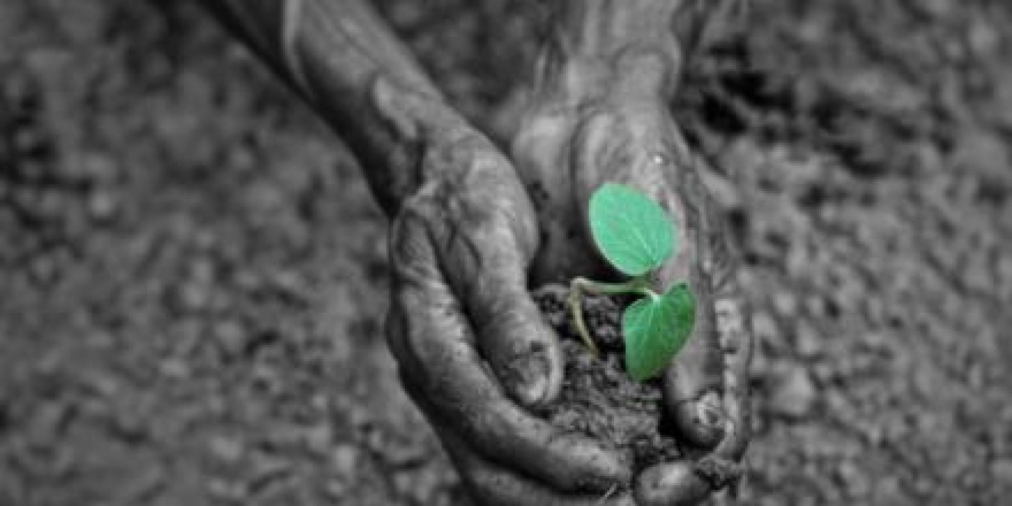 Image of seedlings in hands by kavya_adiga at Pixahive https://pixahive.com/photo/seedlings-in-the-hands/ (CC0) 
