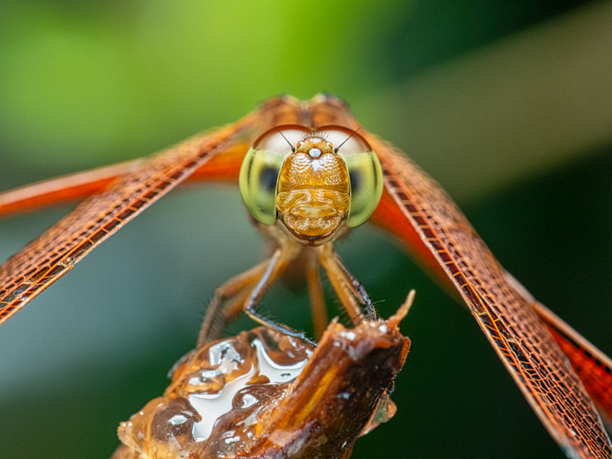 Image of dragonfly by jonleong64 from https://pixabay.com/photos/dragonfly-wings-eyes-closeup-twig-8272351/, free to use under https://pixabay.com/service/license-summary/ 