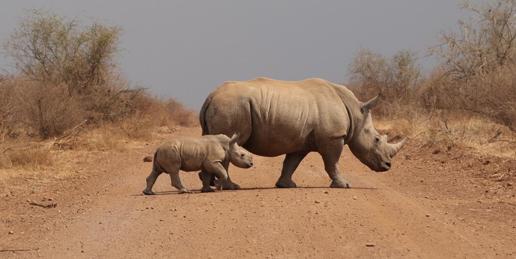 Image of rhino and juvenile rhino crossing the road by Ashleigh Dore