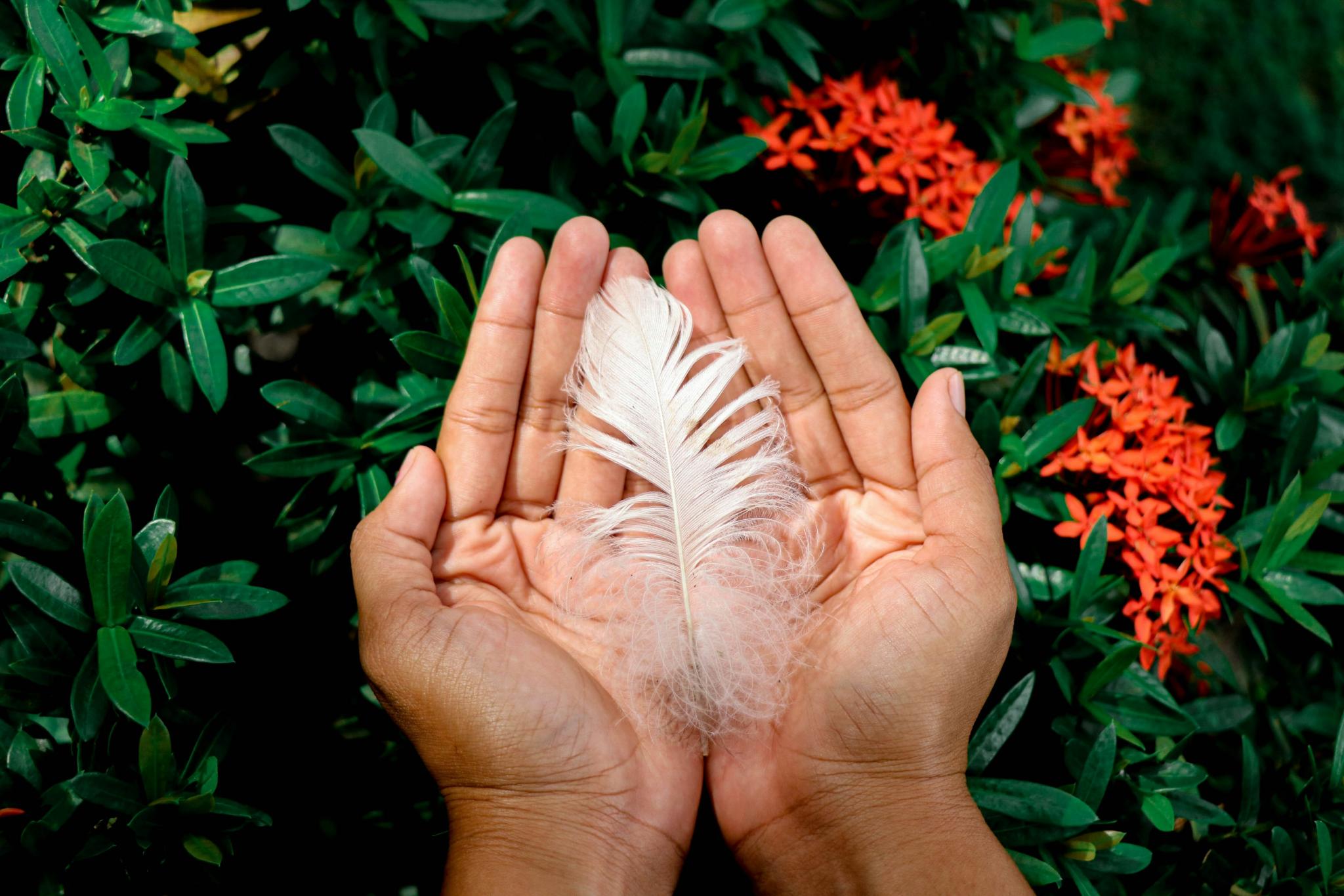Photo by <a href="https://unsplash.com/@jadah93?utm_source=unsplash&utm_medium=referral&utm_content=creditCopyText">Jelilah Kum</a> on <a href="https://unsplash.com/photos/a-person-holding-a-feather-in-their-hands-vLHghuKS6i0?utm_source=unsplash&utm_medium=referral&utm_content=creditCopyText">Unsplash</a>       