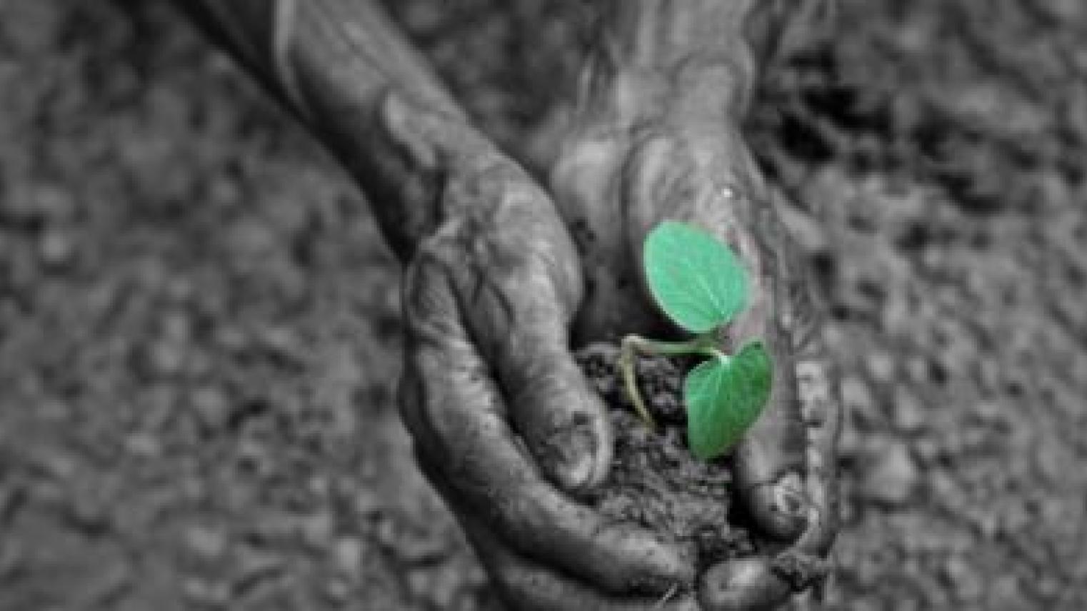 Image of seedlings in hands by kavya_adiga at Pixahive https://pixahive.com/photo/seedlings-in-the-hands/ (CC0) 