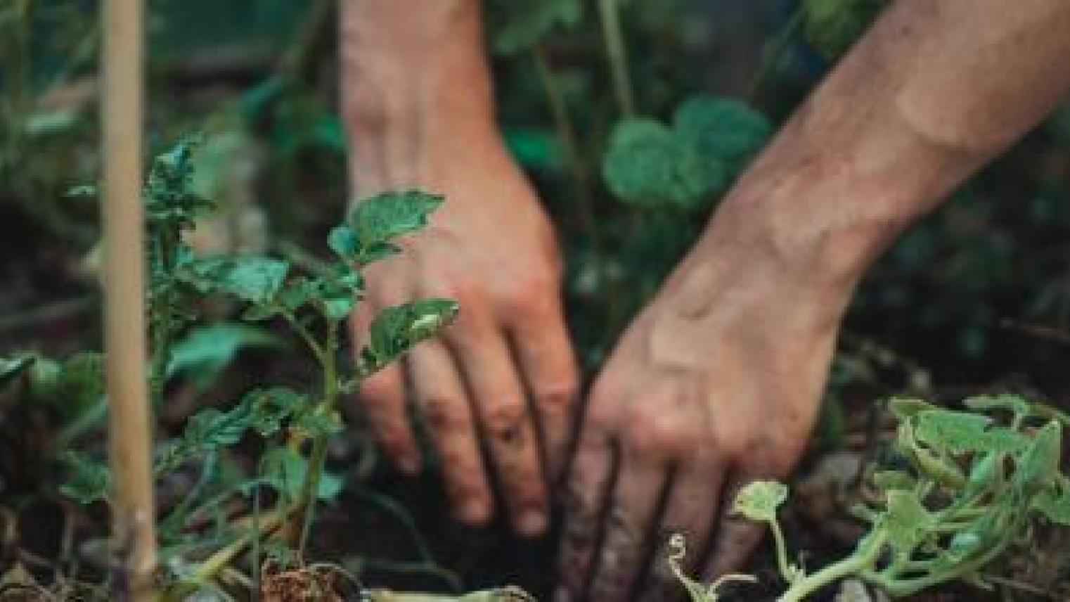 Image of hands gardening by Jonathan Kemper on Unsplash https://unsplash.com/photos/4z3lnwEvZQw